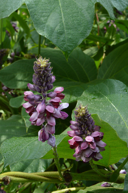 Kudzu Root (Pueraria lobata) botanical photograph