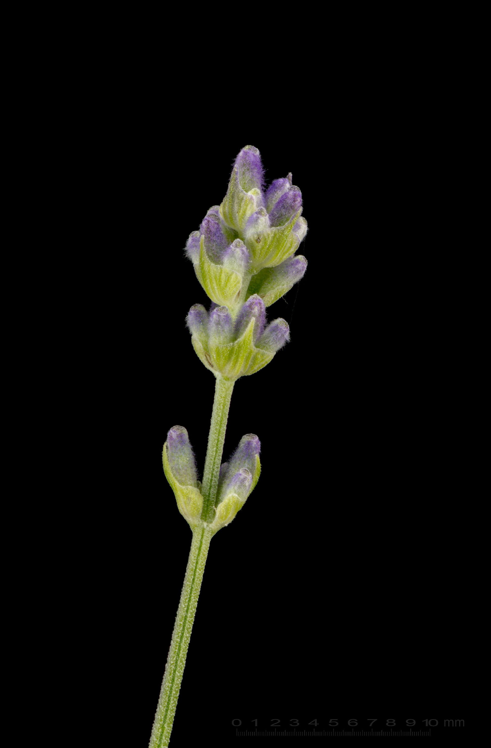 Lavender (Lavandula angustifolia) botanical photograph