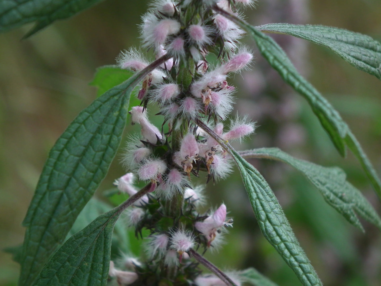Motherwort (Leonurus cardiaca) botanical photograph
