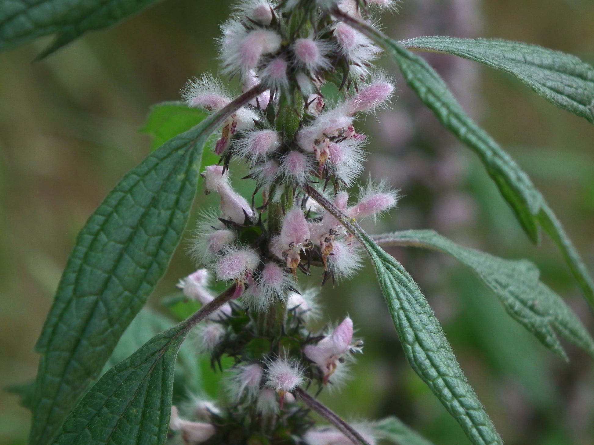 Motherwort (Leonurus cardiaca) botanical photograph