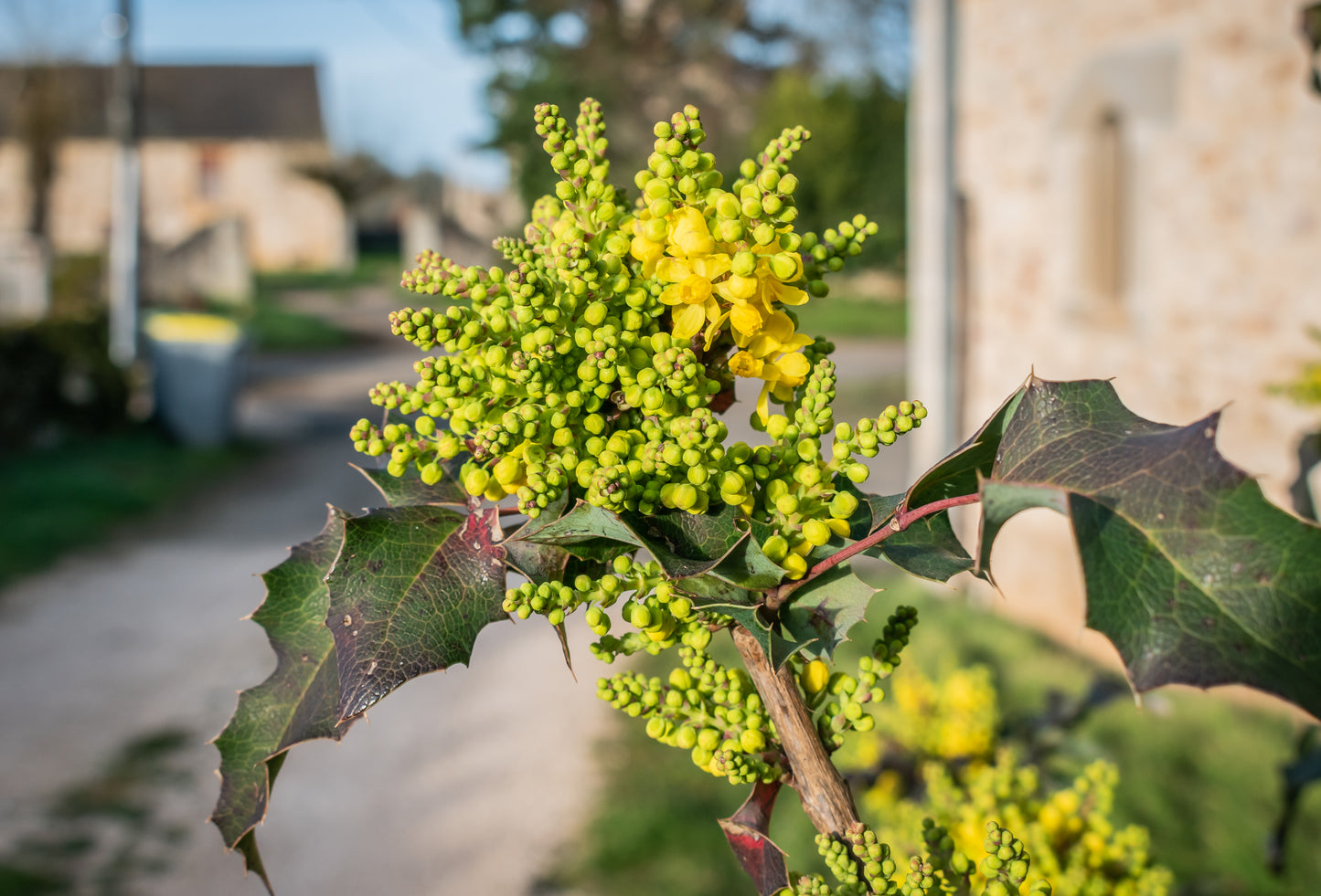 Oregon Grape Root (Mahonia aquifolium) botanical photograph