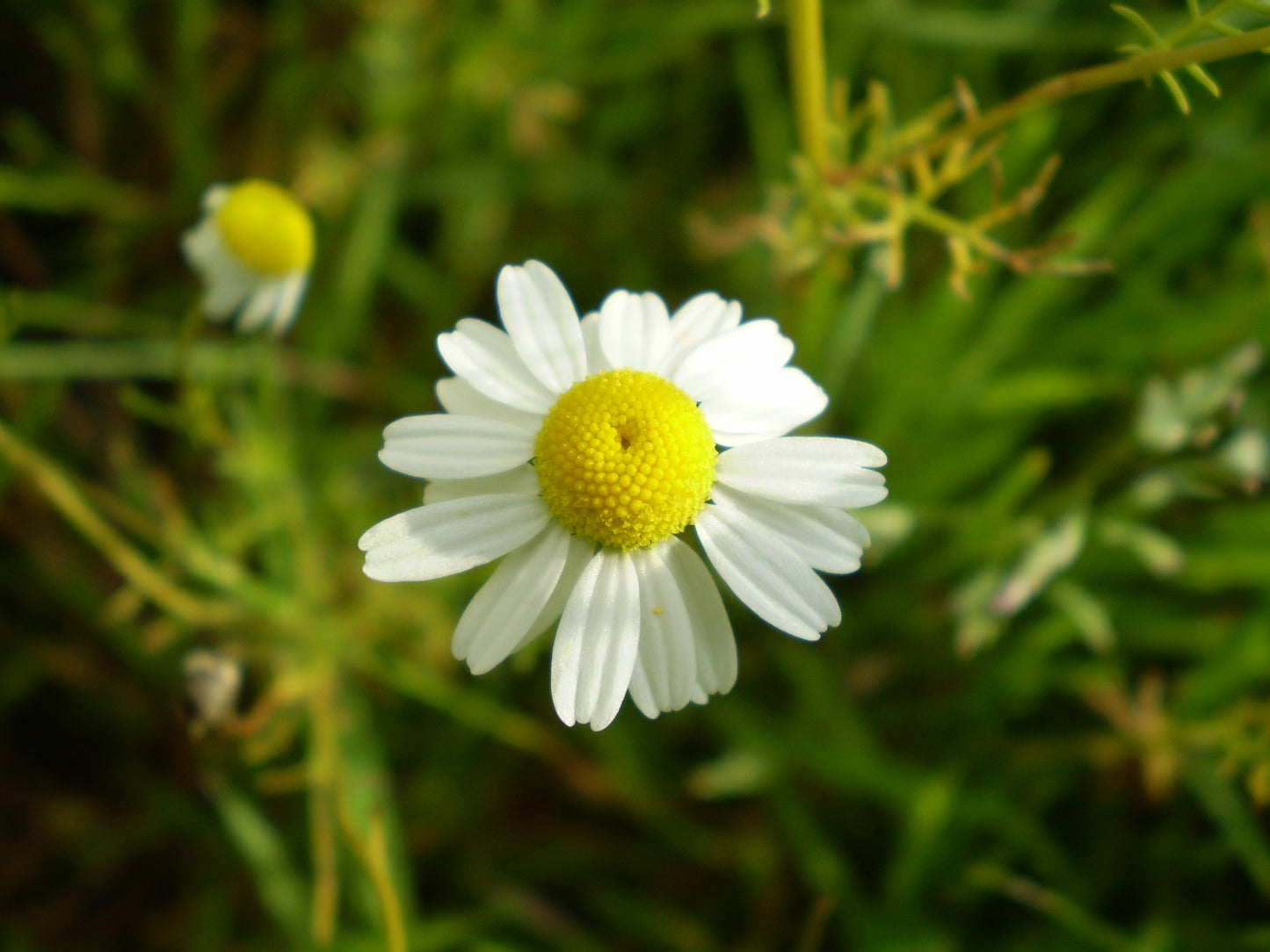 Chamomile (Matricaria chamomilla) botanical photograph