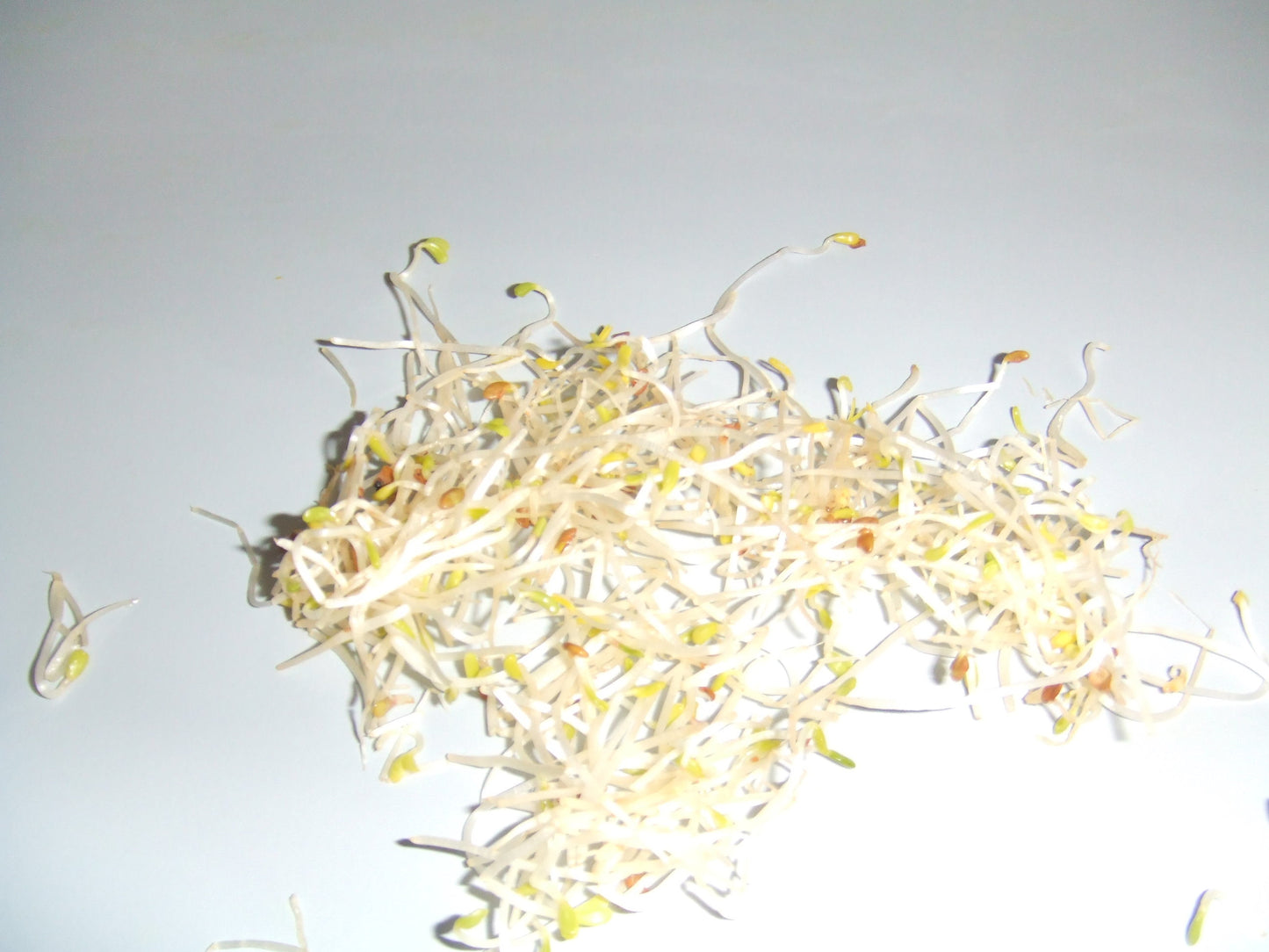 Alfalfa (Medicago sativa) botanical photograph