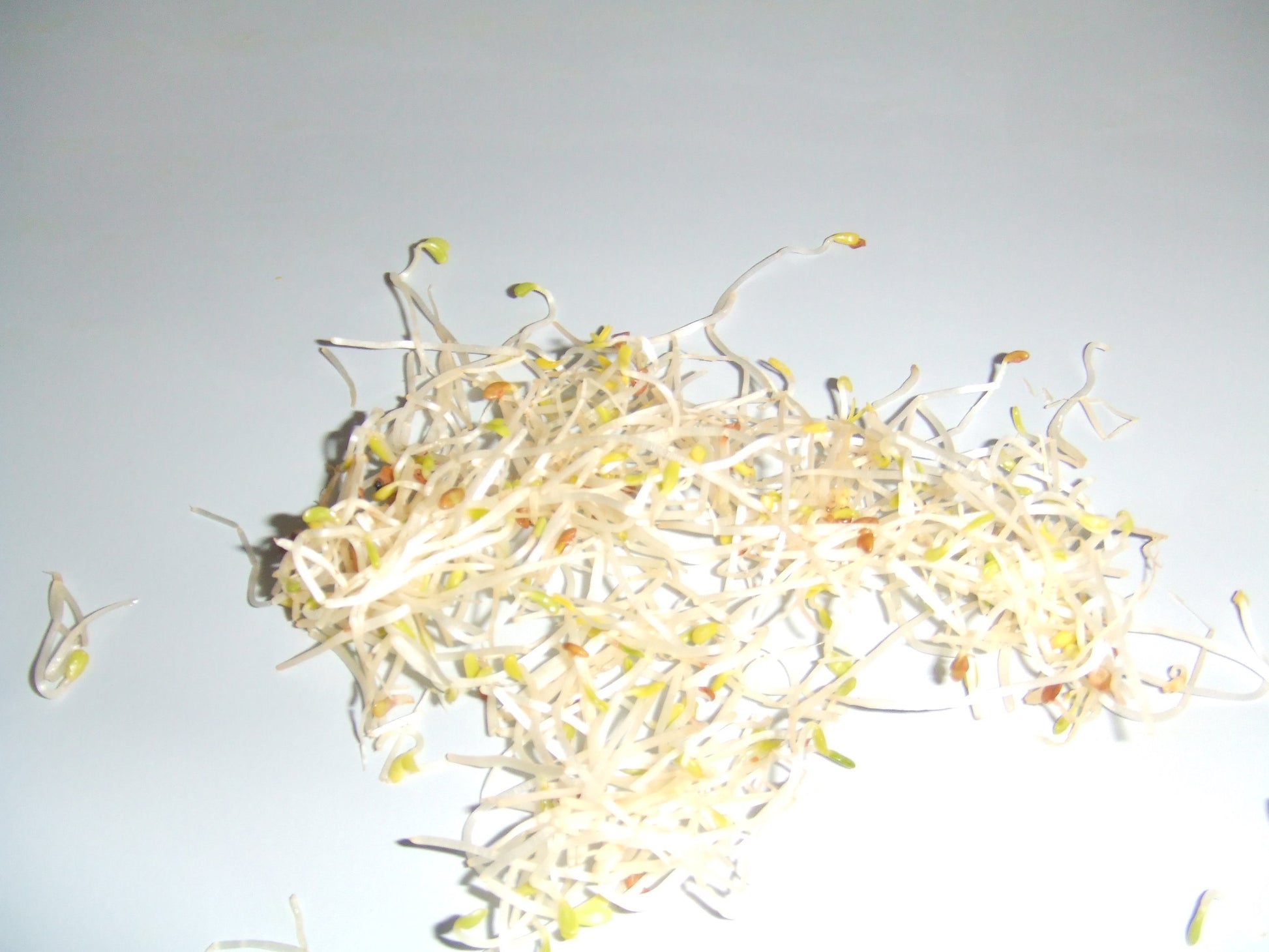 Alfalfa (Medicago sativa) botanical photograph