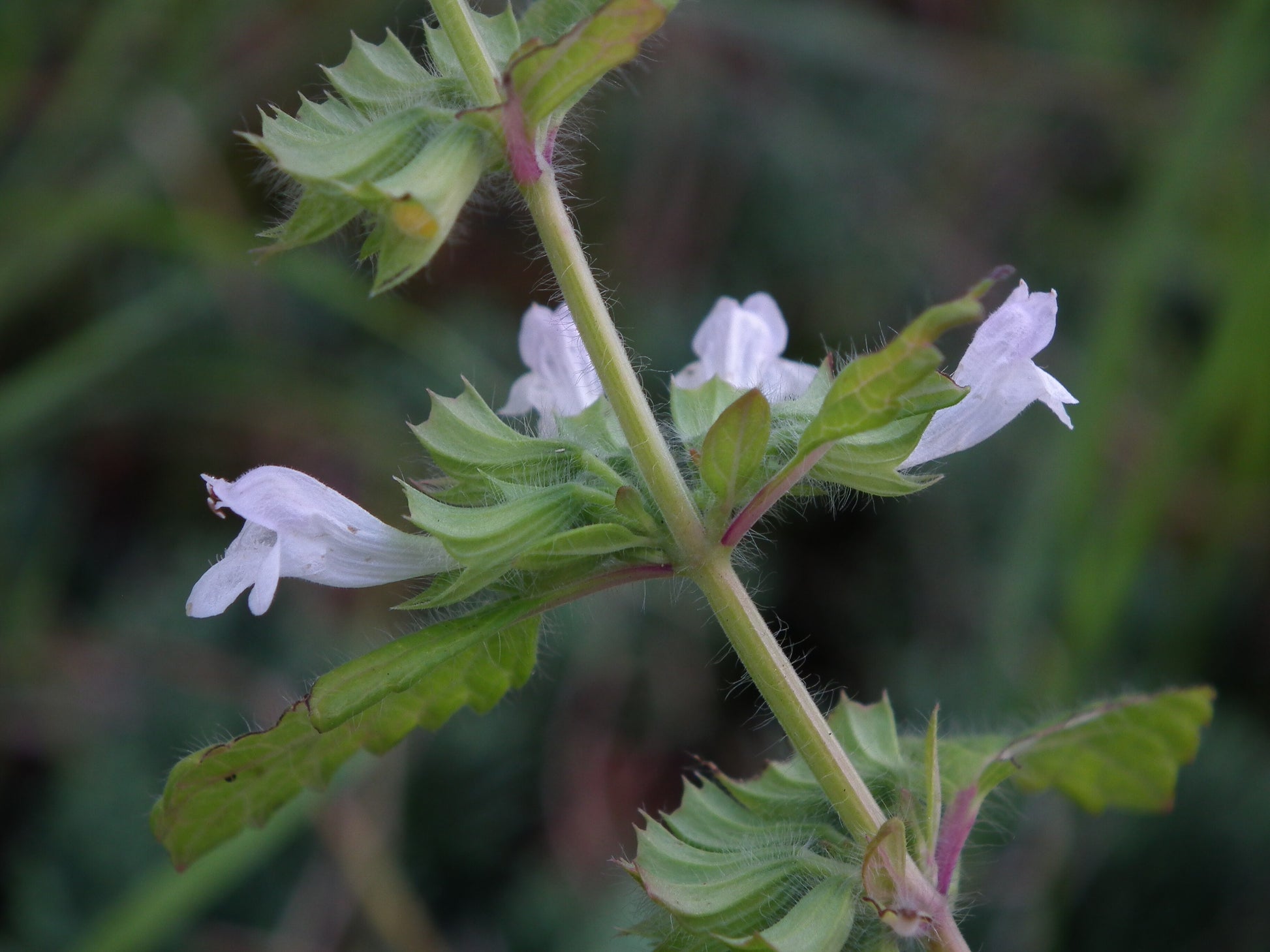 Lemon Balm (Melissa officinalis) botanical photograph