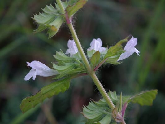Lemon Balm (Melissa officinalis) botanical photograph