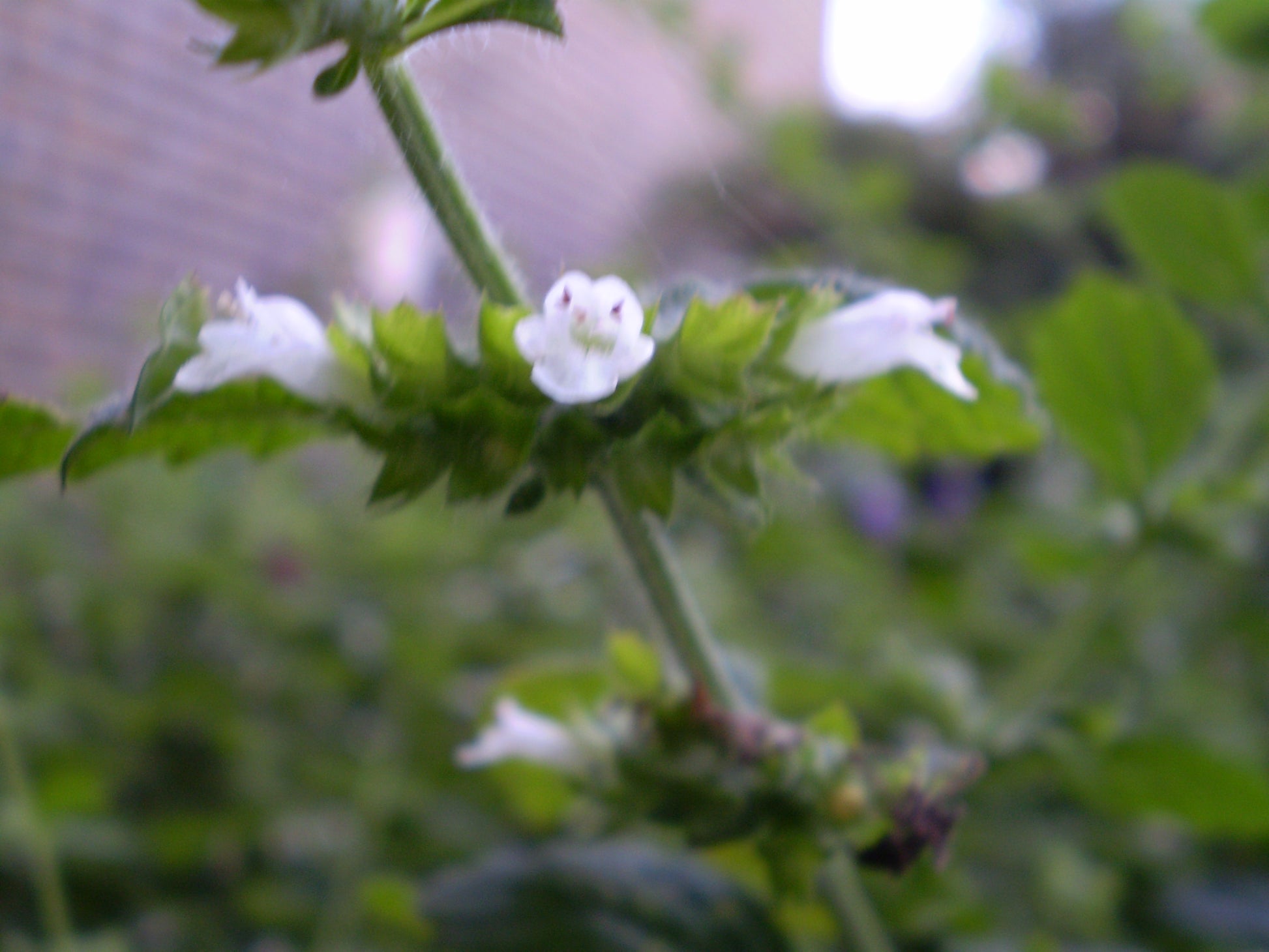 Peppermint (Mentha x piperita) botanical photograph