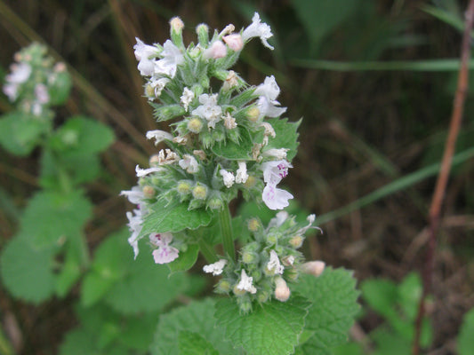 Catnip (Nepeta cataria) botanical photograph