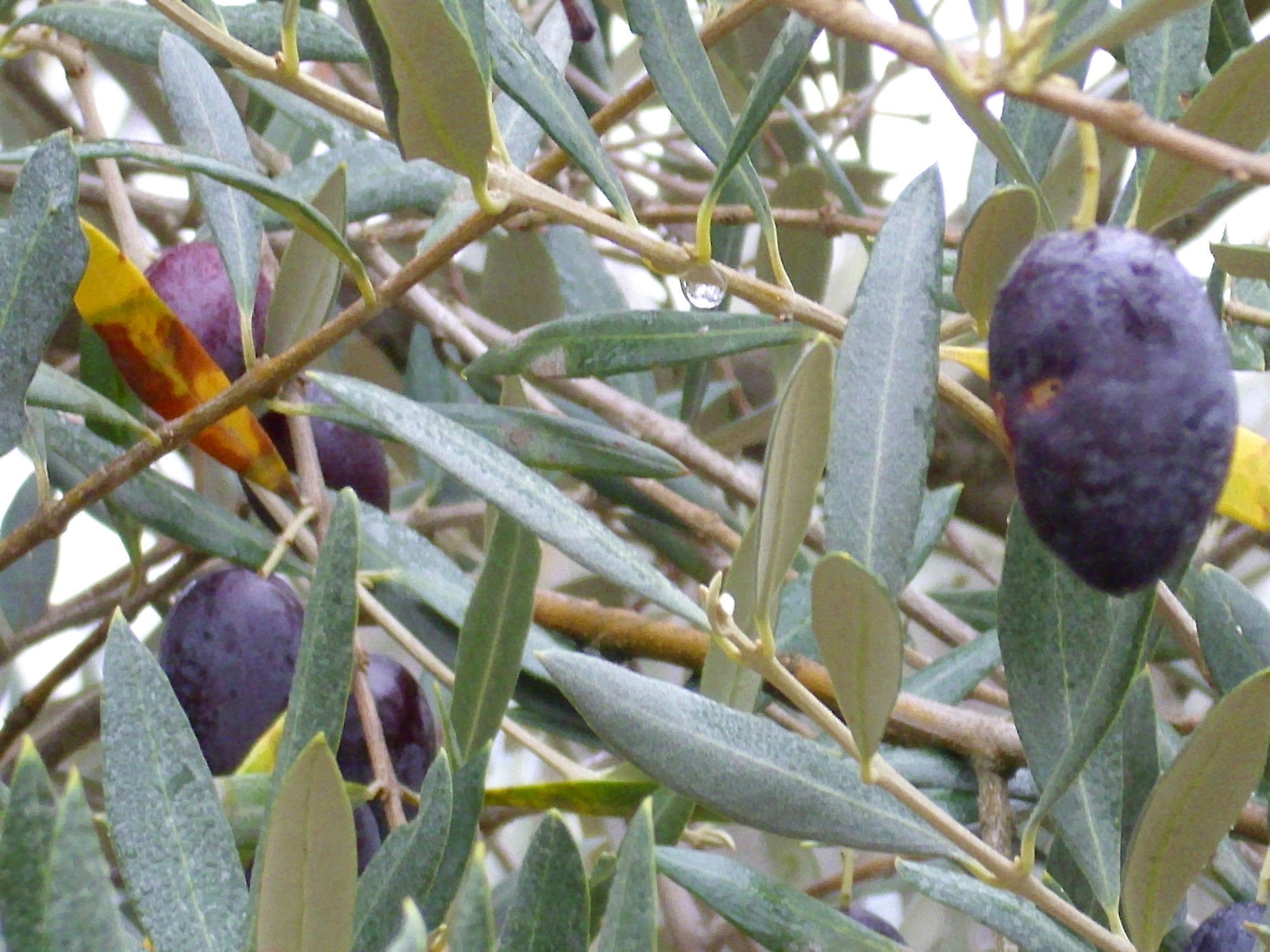 Olive Leaf (Olea europaea) botanical photograph