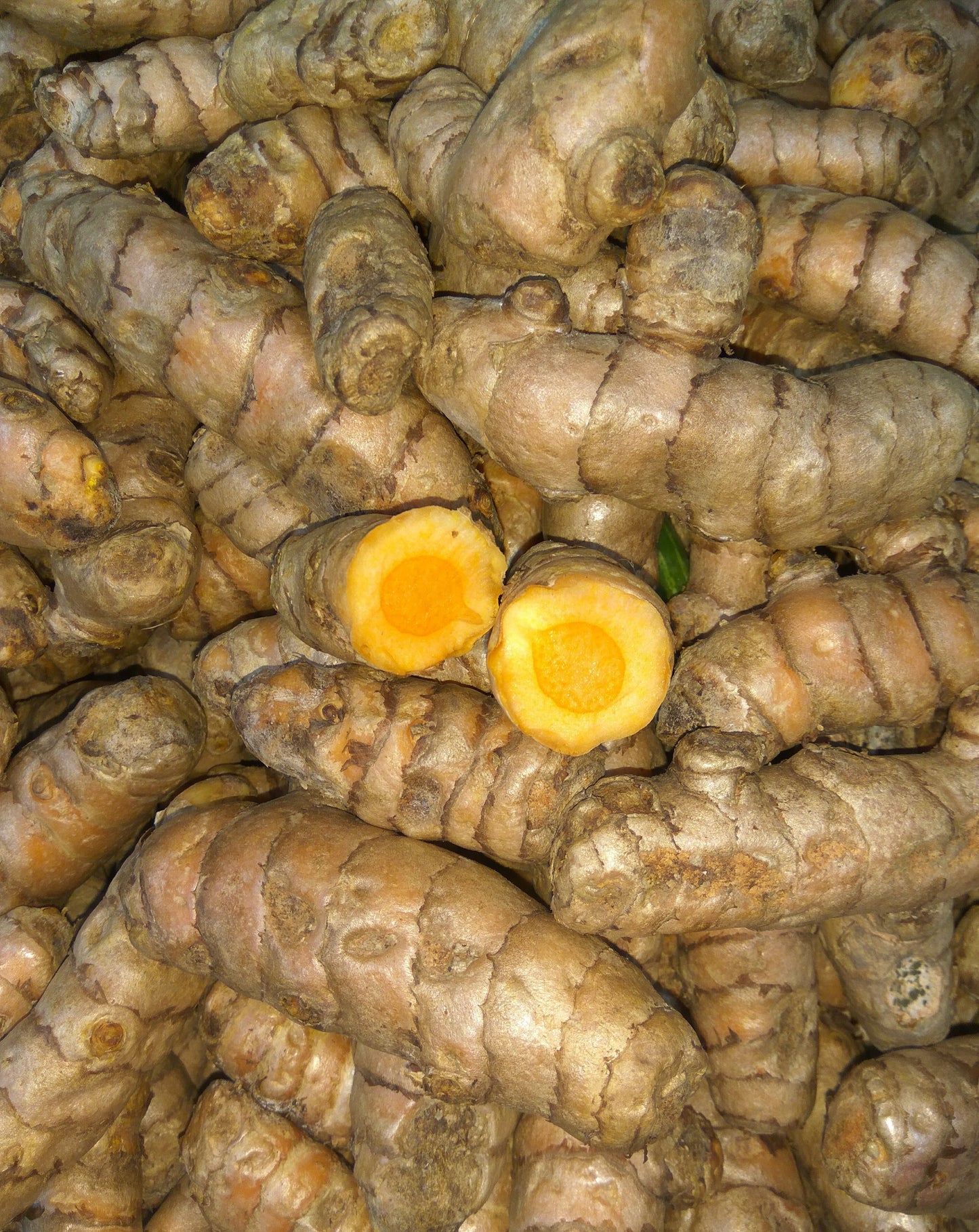 Turmeric (Curcuma longa) botanical photograph