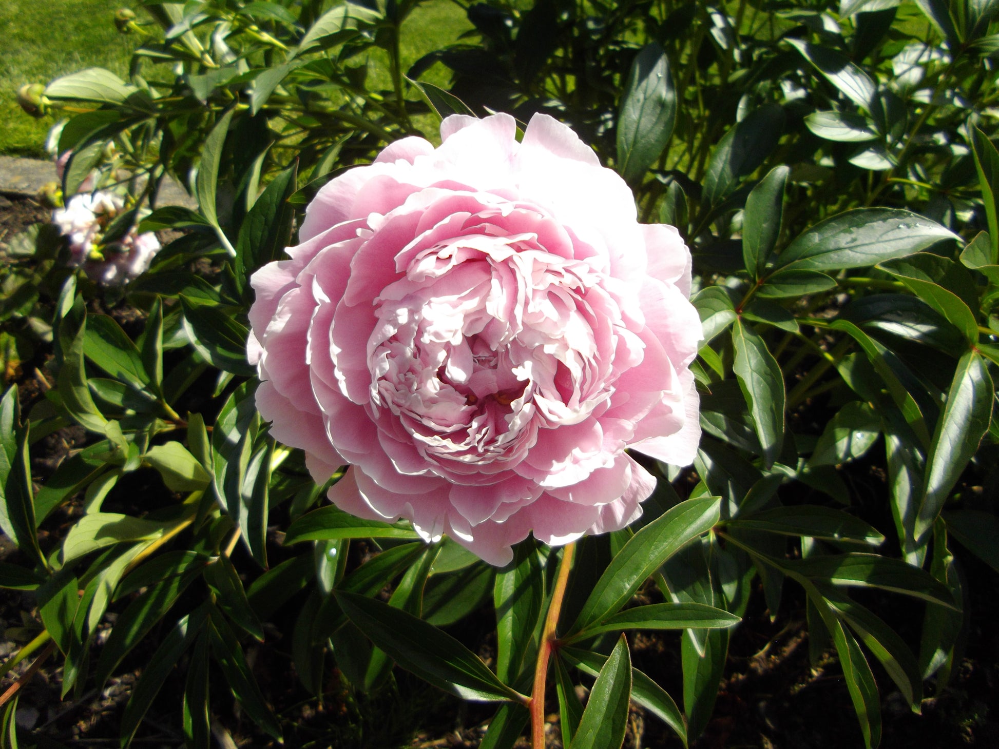 Peony Root (Paeonia lactiflora) botanical photograph
