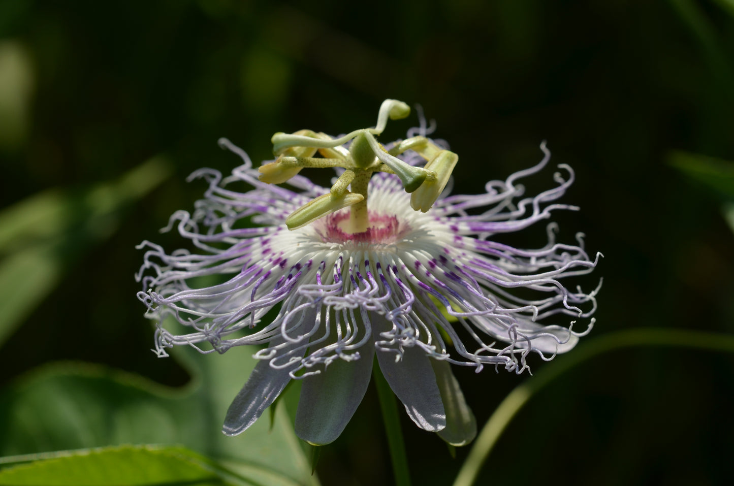 Passionflower (Passiflora incarnata) botanical photograph