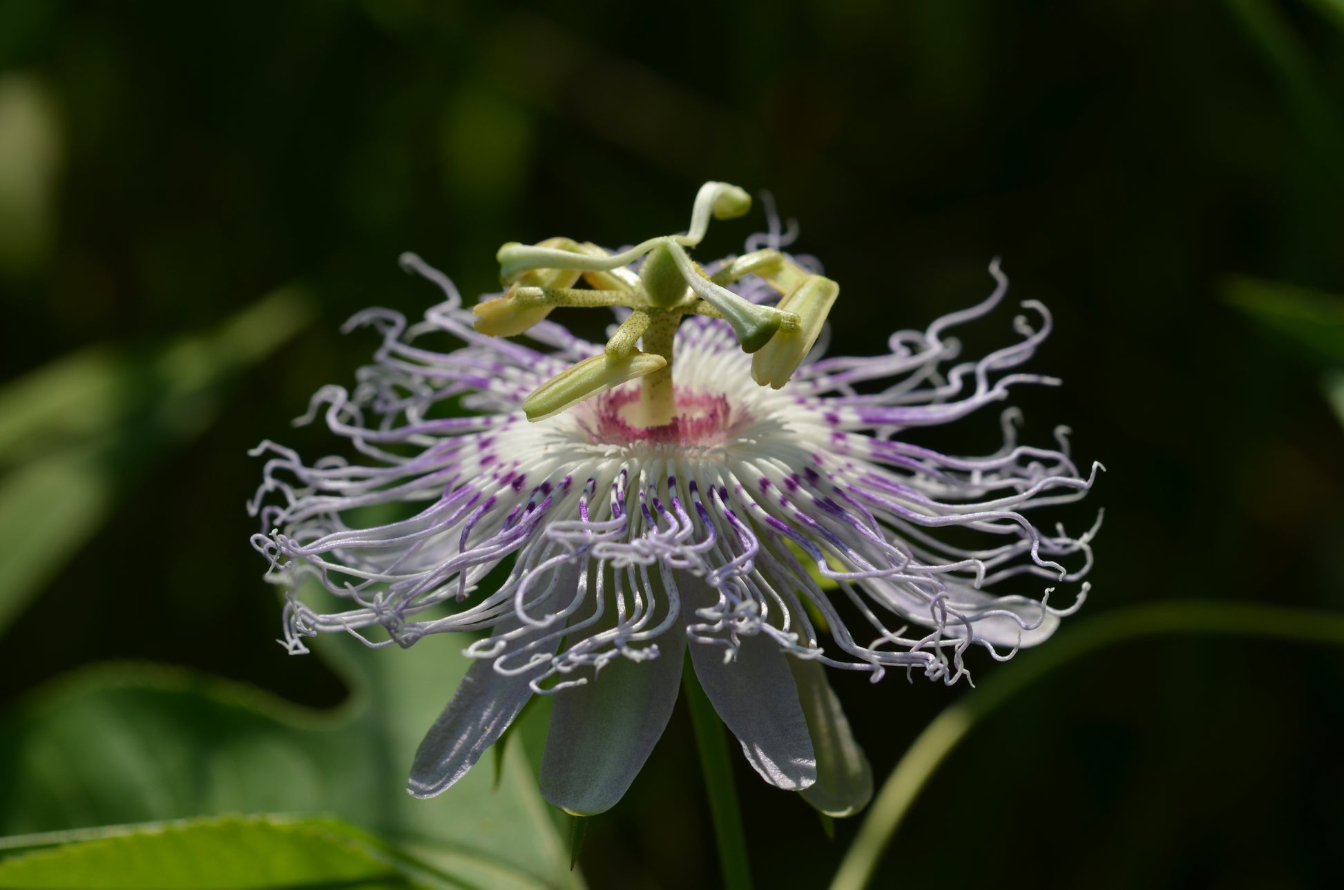 Passionflower (Passiflora incarnata) botanical photograph