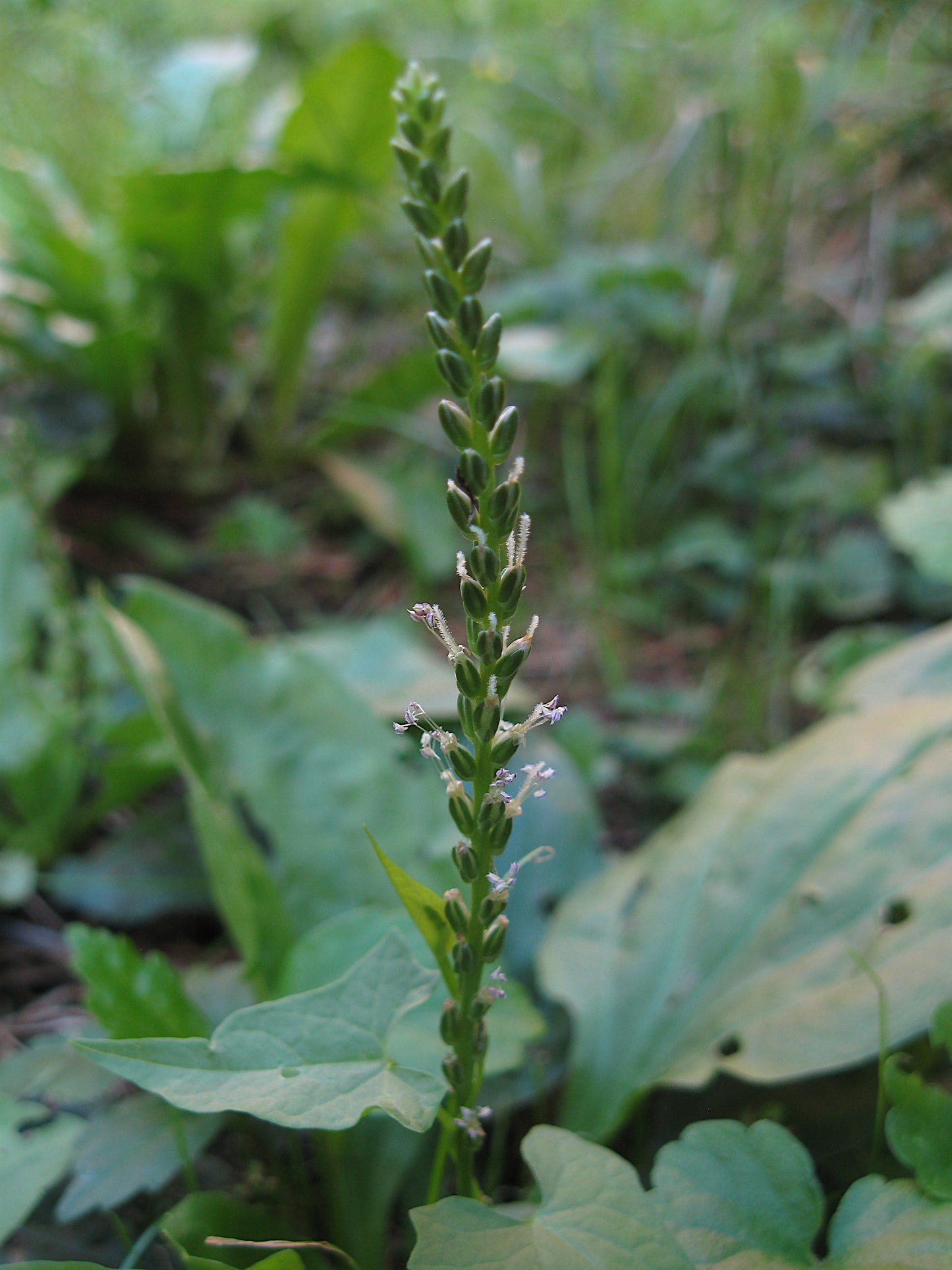 Plantain Leaf (Plantago major) botanical photograph