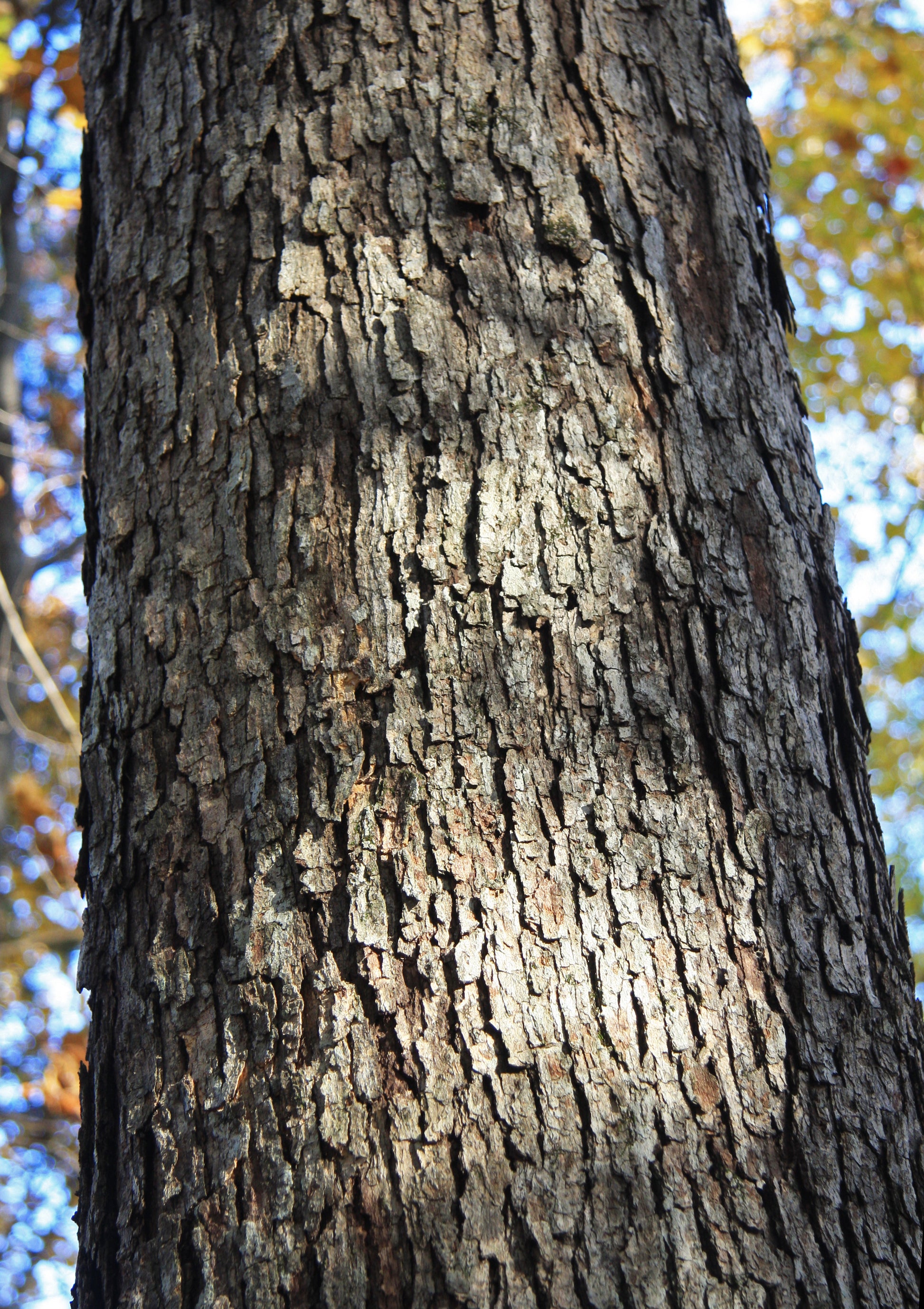 White Oak Bark (Quercus alba) botanical photograph