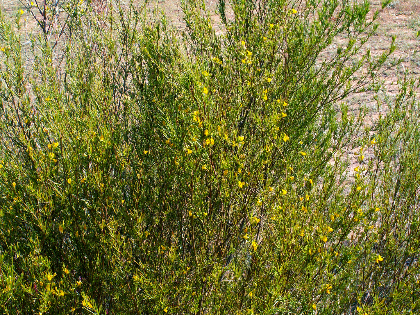 Rooibos (Aspalathus linearis) botanical photograph