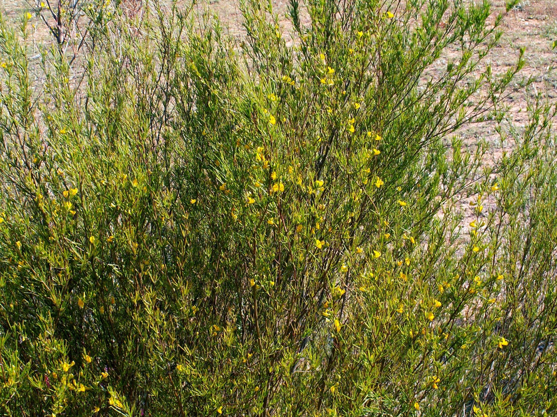 Rooibos (Aspalathus linearis) botanical photograph