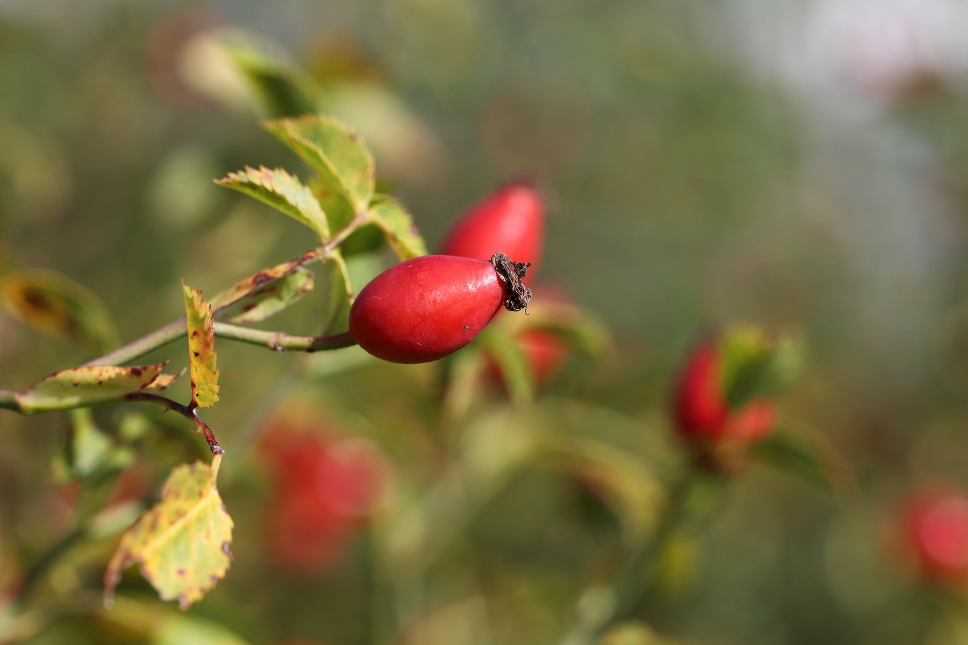 Rosehips (Rosa canina) botanical photograph