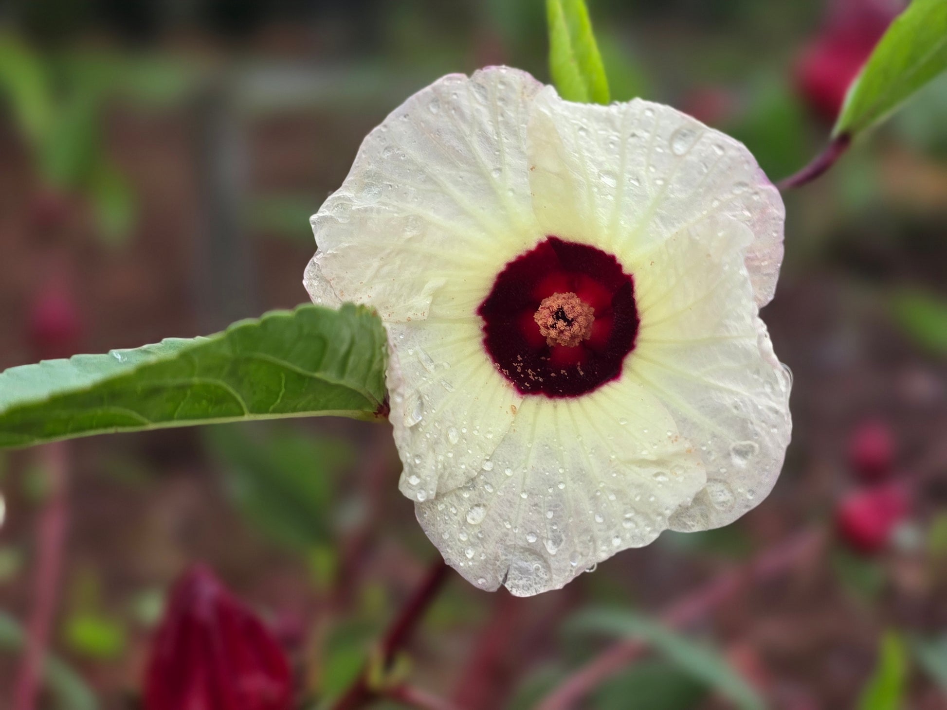 Hibiscus (Hibiscus sabdariffa) botanical photograph