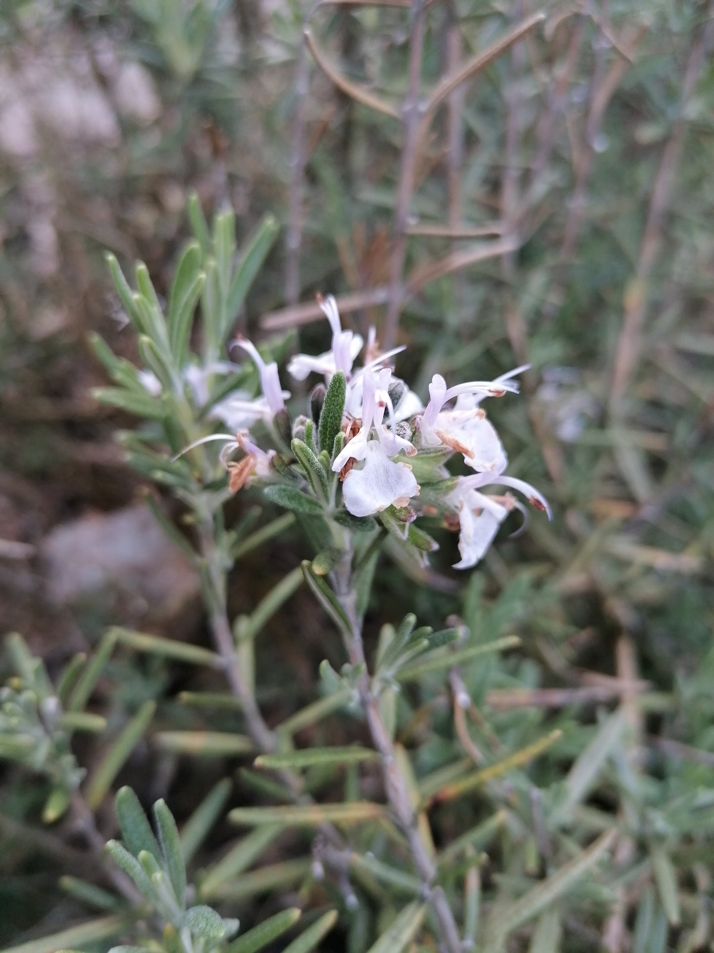 Rosemary (Salvia rosmarinus) botanical photograph