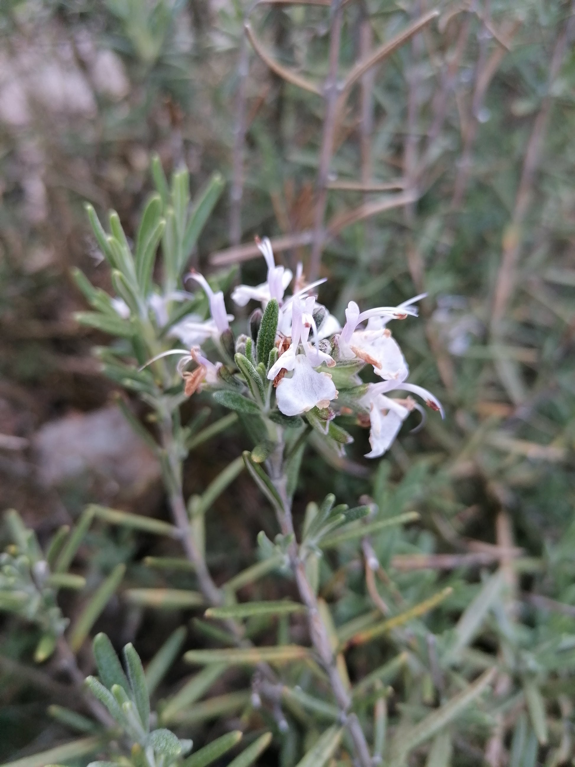 Rosemary (Salvia rosmarinus) botanical photograph