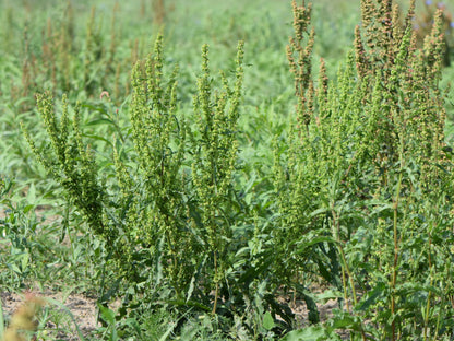 Yellow Dock (Rumex crispus) botanical photograph