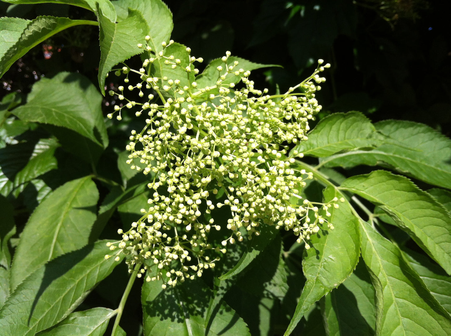 Elderflower (Sambucus nigra) botanical photograph