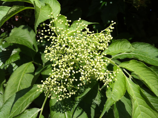 Elderflower (Sambucus nigra) botanical photograph