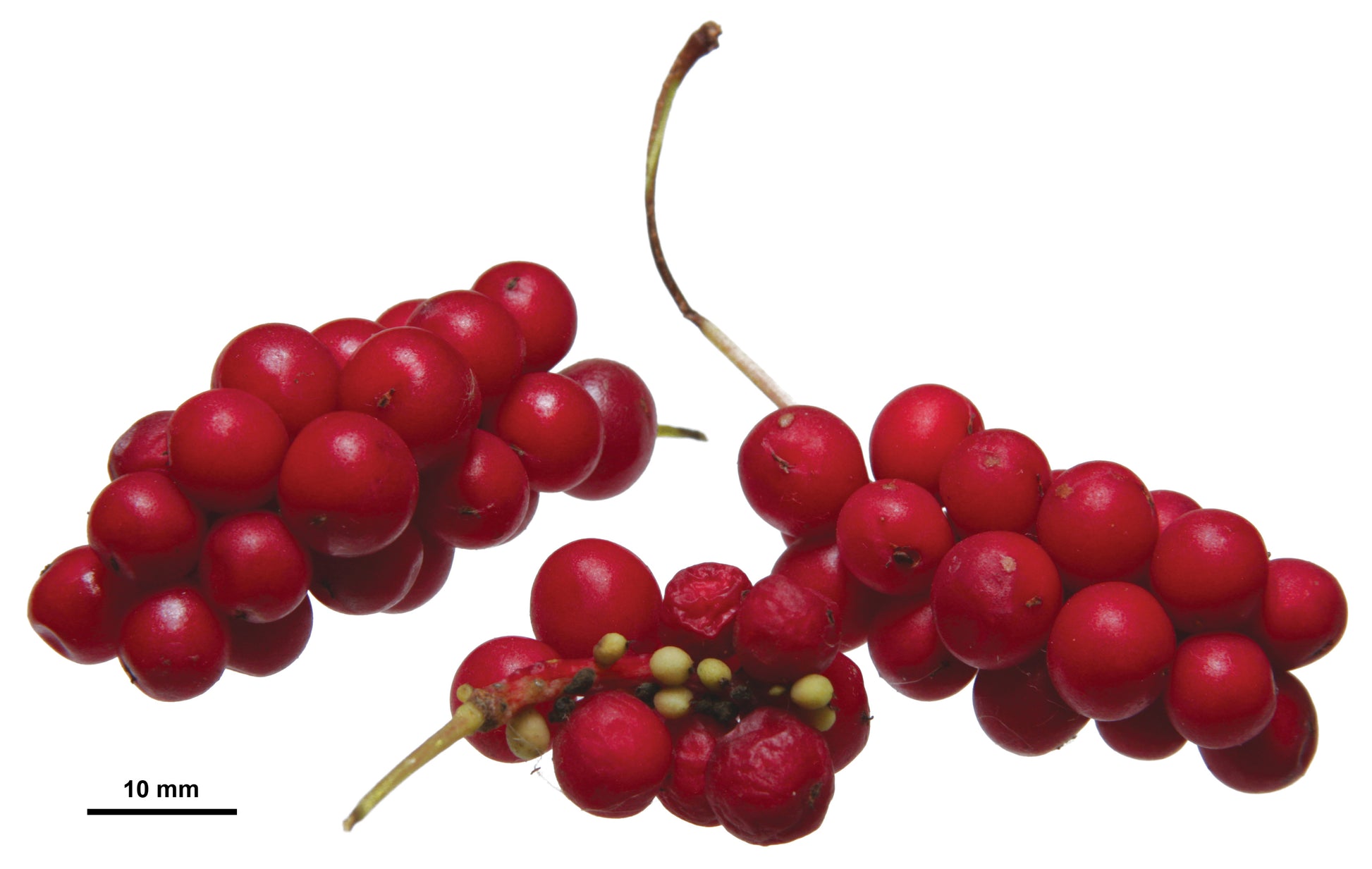 Schisandra Berry (Schisandra chinensis) botanical photograph