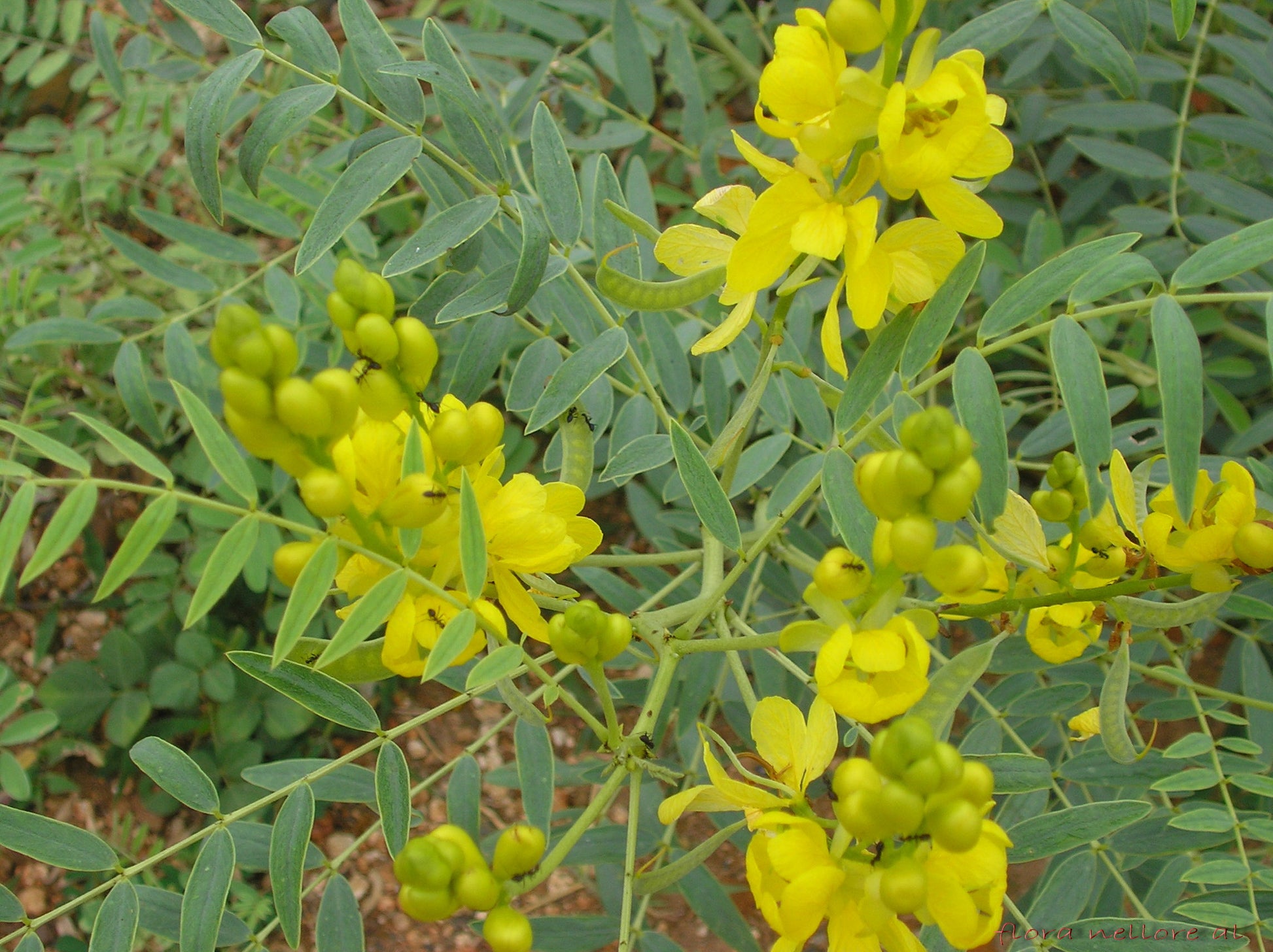 Senna Leaf (Senna alexandrina) botanical photograph