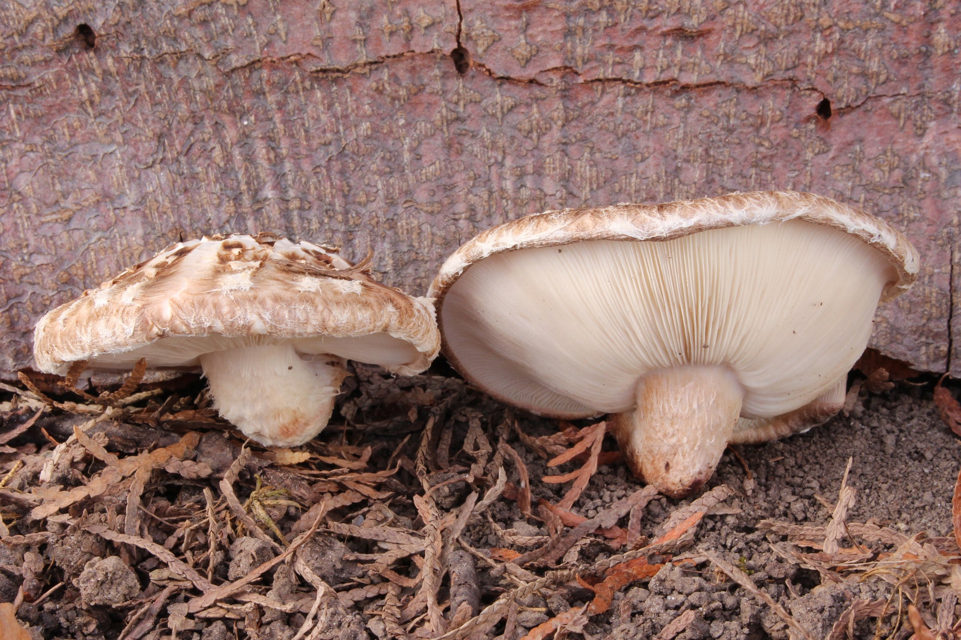 Shiitake (Lentinula edodes) botanical photograph