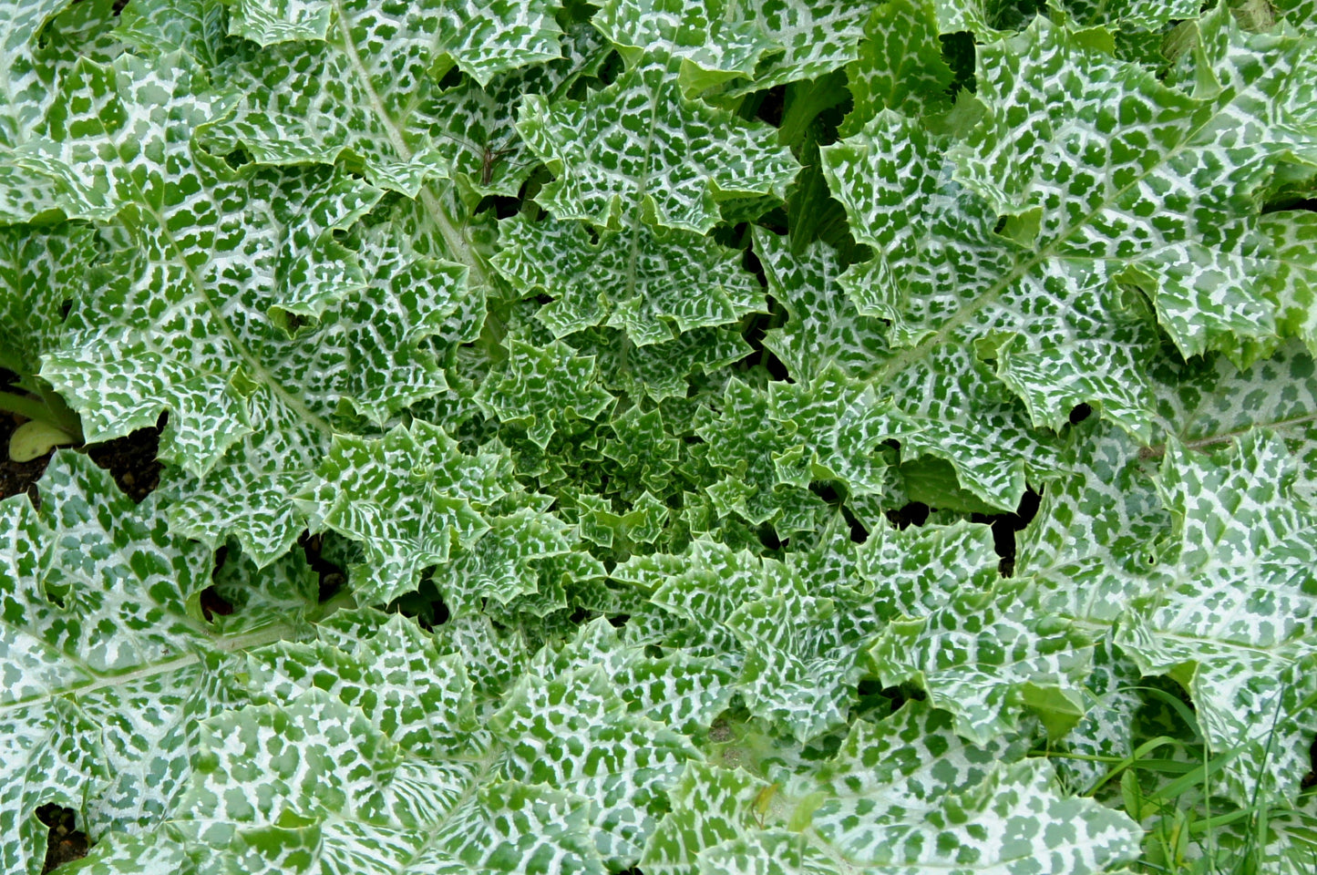Milk Thistle (Silybum marianum) botanical photograph