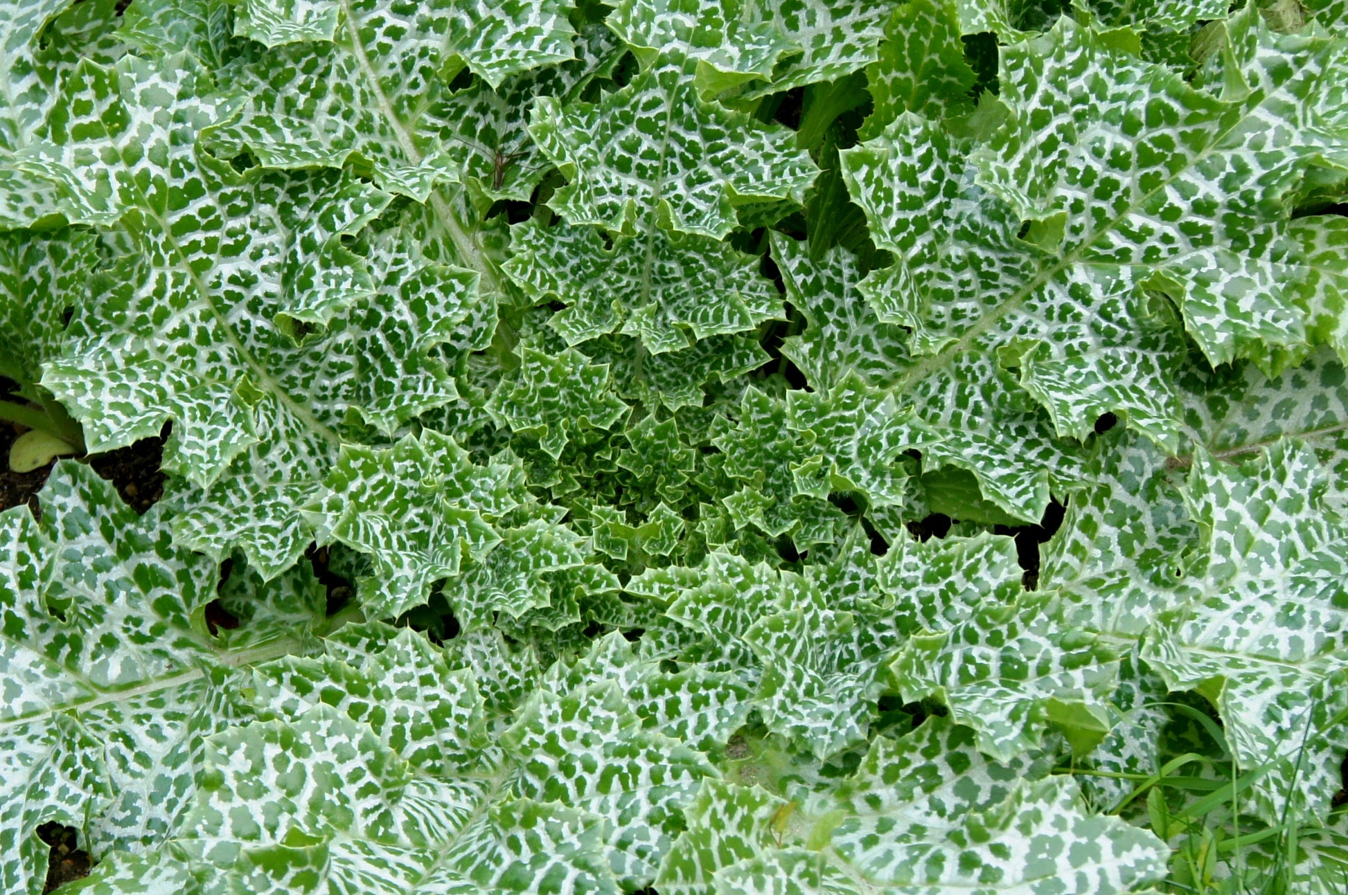 Milk Thistle (Silybum marianum) botanical photograph