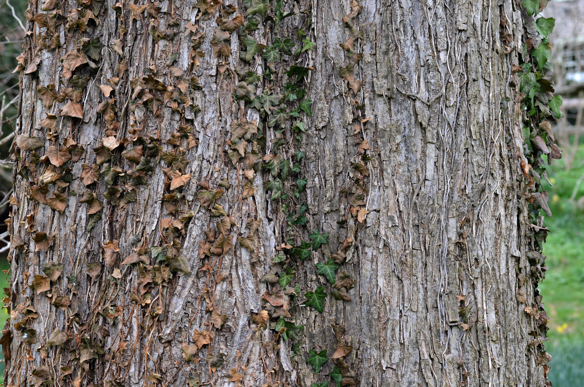 Slippery Elm (Ulmus rubra) botanical photograph