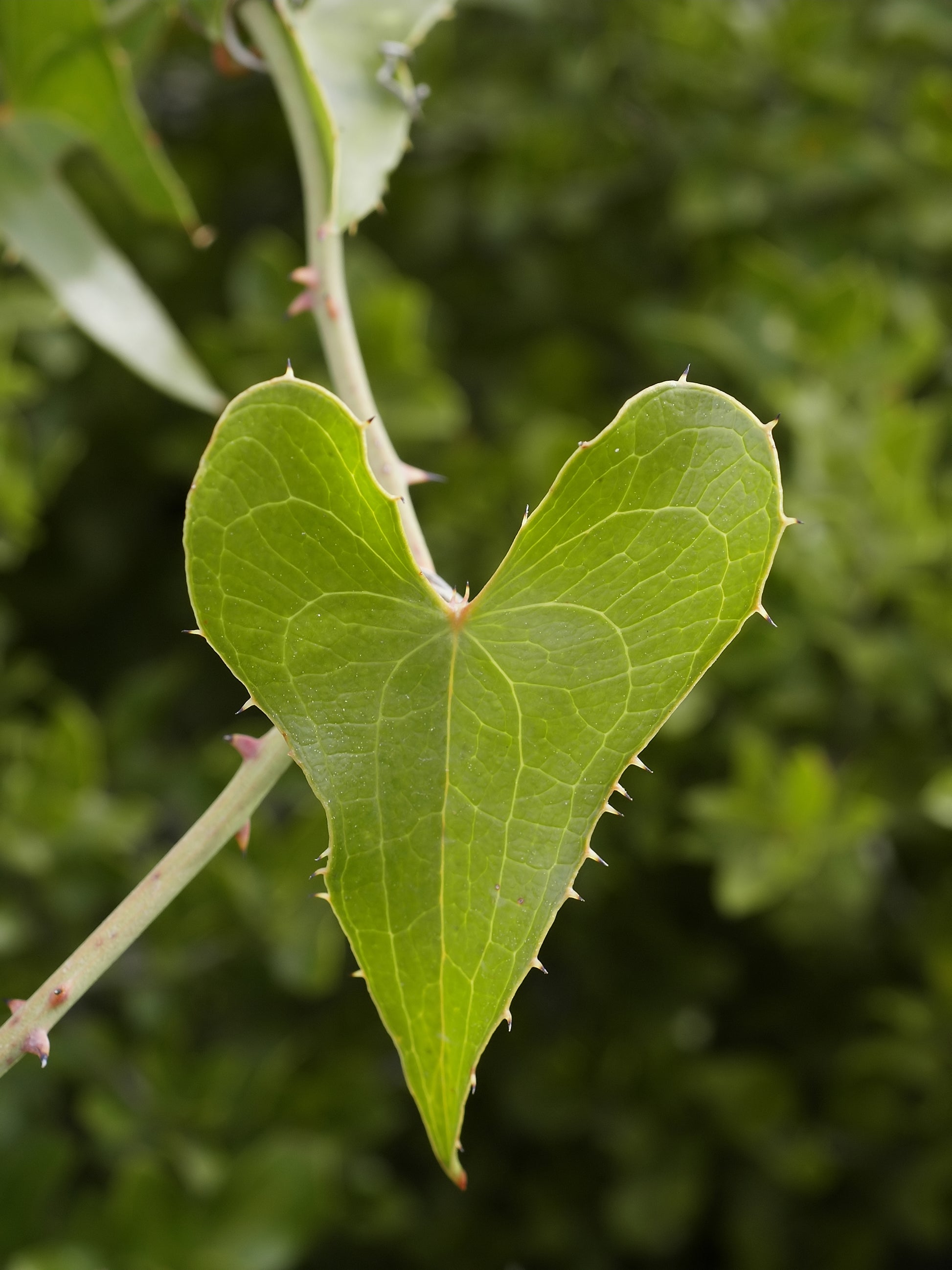 Sarsaparilla (Smilax ornata) botanical photograph