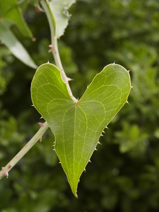Sarsaparilla (Smilax ornata) botanical photograph