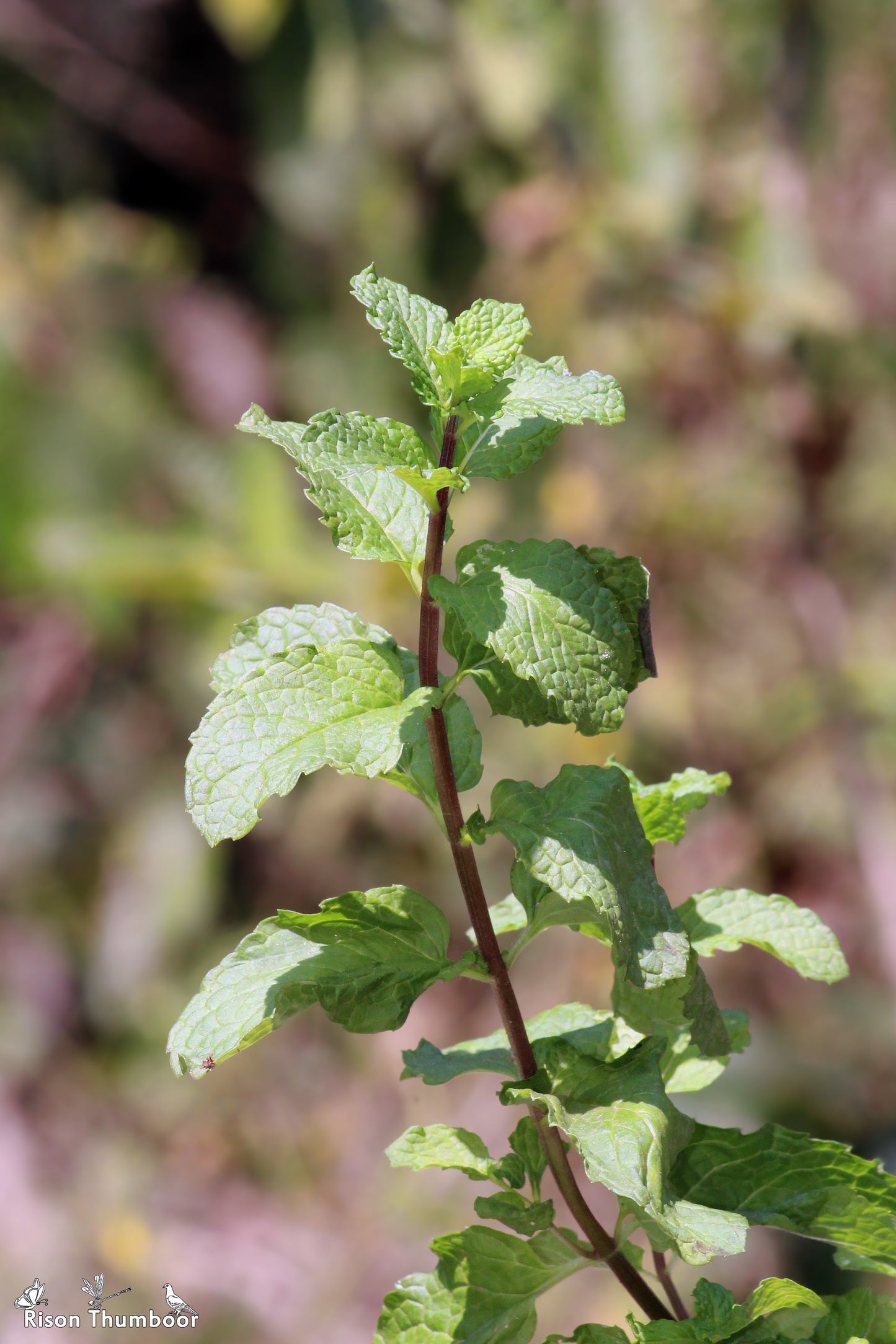 Spearmint (Mentha spicata) botanical photograph