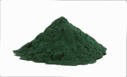 Spirulina (Arthrospira platensis) botanical photograph