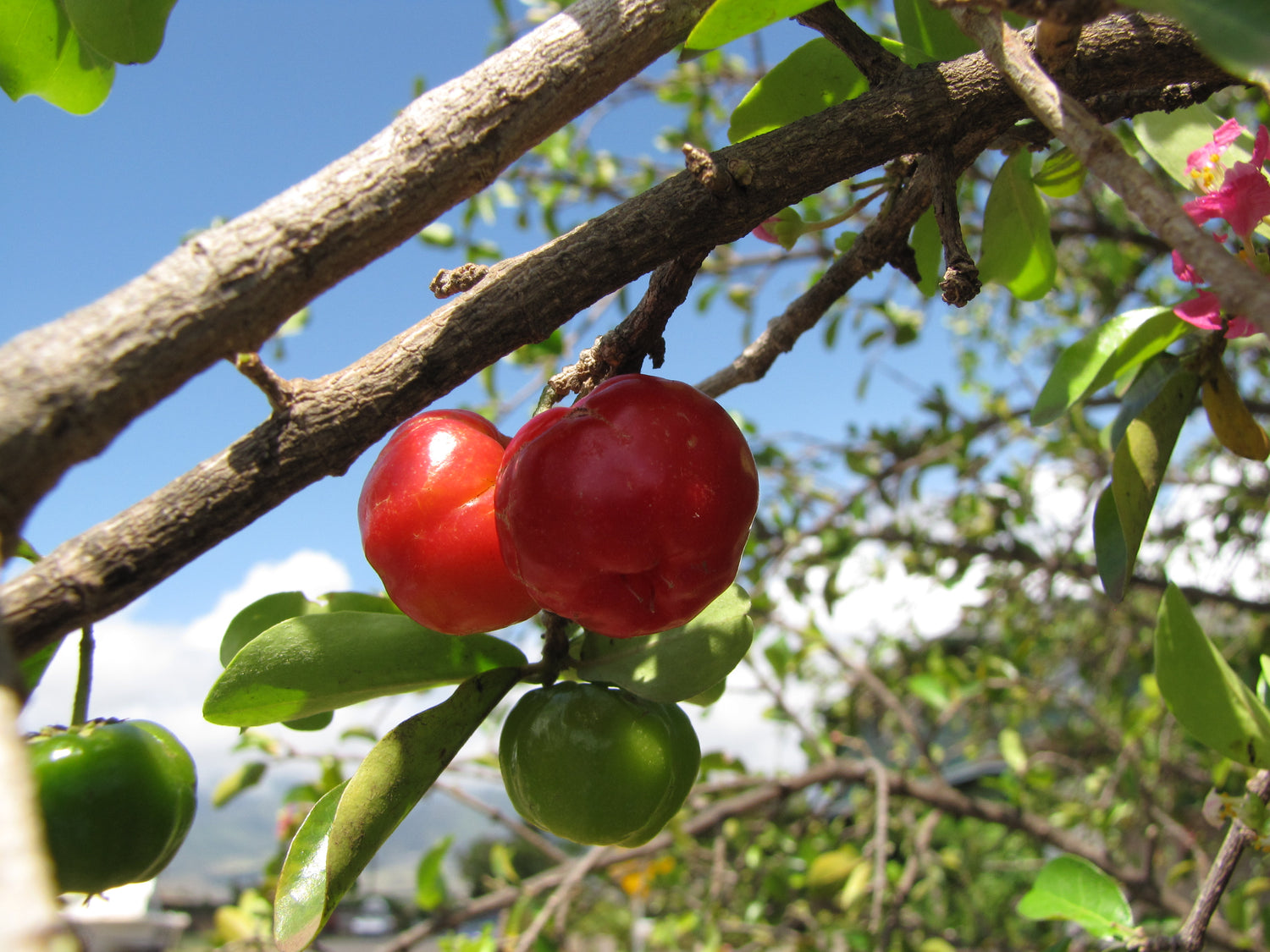Acerola Cherry (Malpighia emarginata) botanical photograph