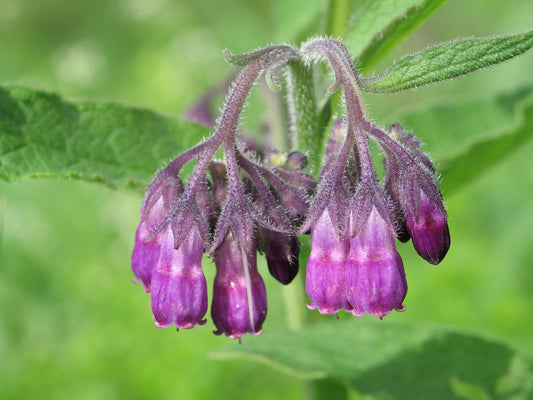 Comfrey Leaf & Root (Symphytum officinale) botanical photograph