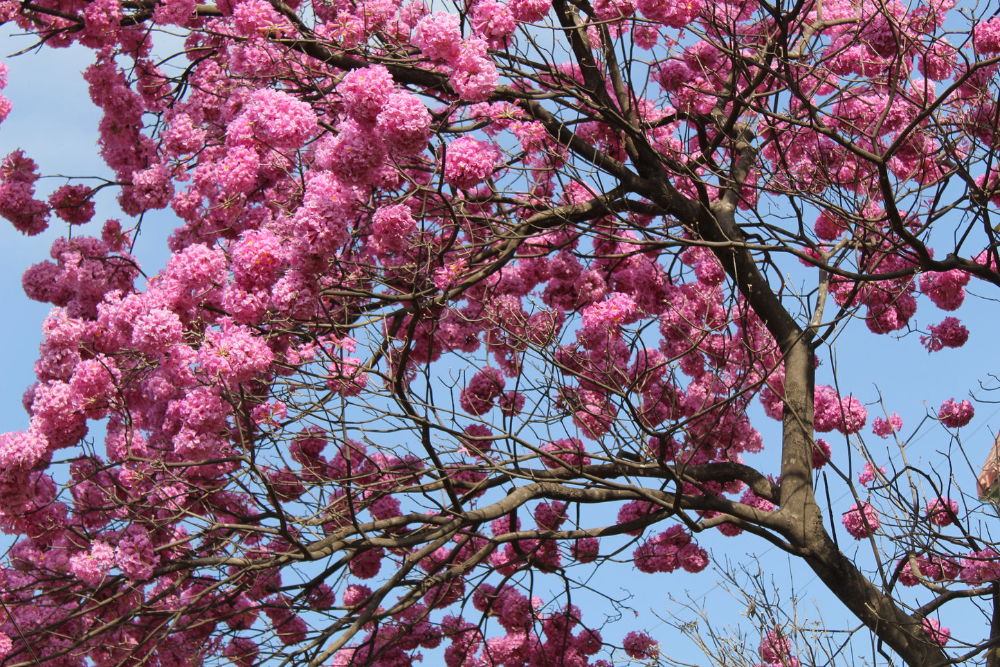 Pau D'Arco (Handroanthus impetiginosus) botanical photograph