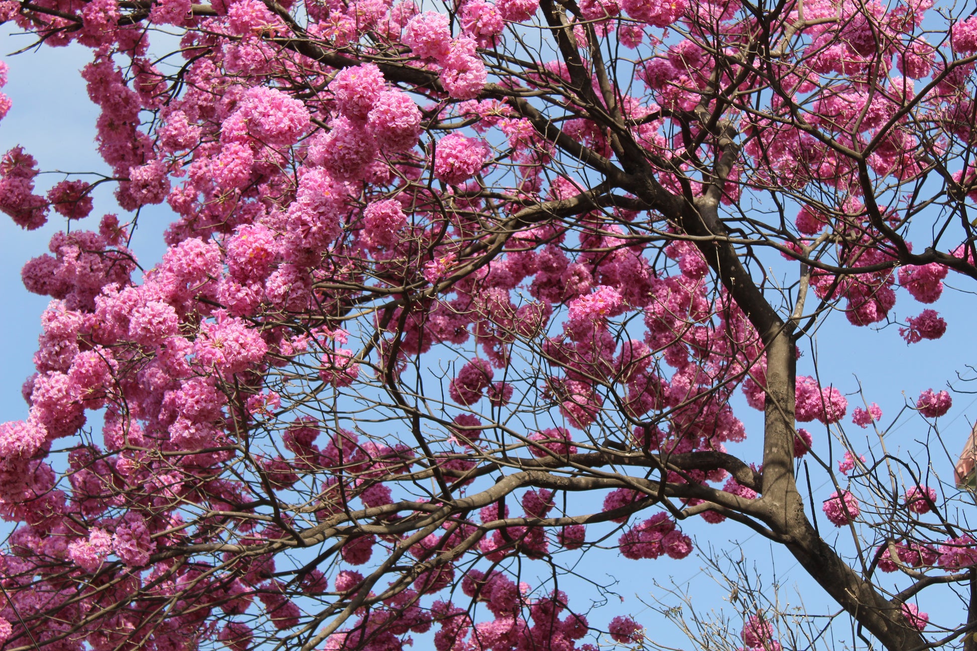 Pau D'Arco (Handroanthus impetiginosus) botanical photograph