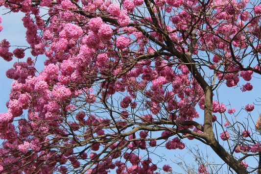 Pau D'Arco (Handroanthus impetiginosus) botanical photograph