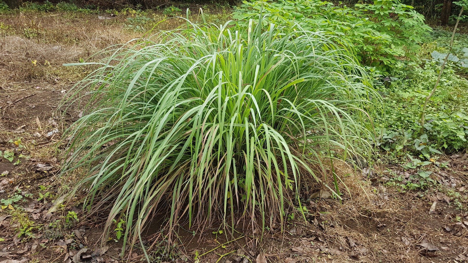 Lemongrass (Cymbopogon citratus) botanical photograph