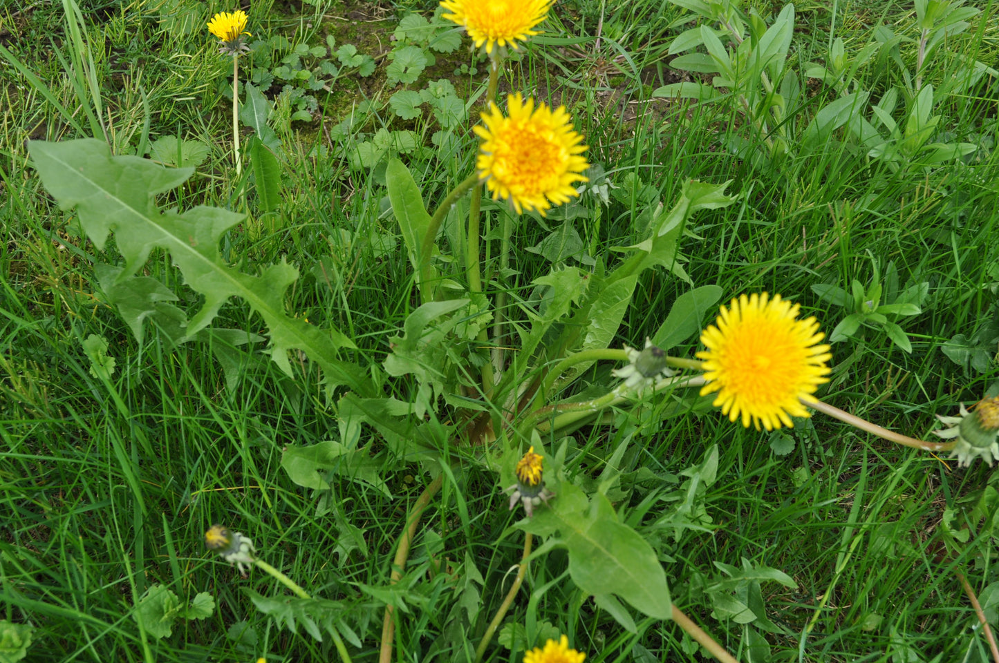 Dandelion Leaf (Taraxacum officinale) botanical photograph