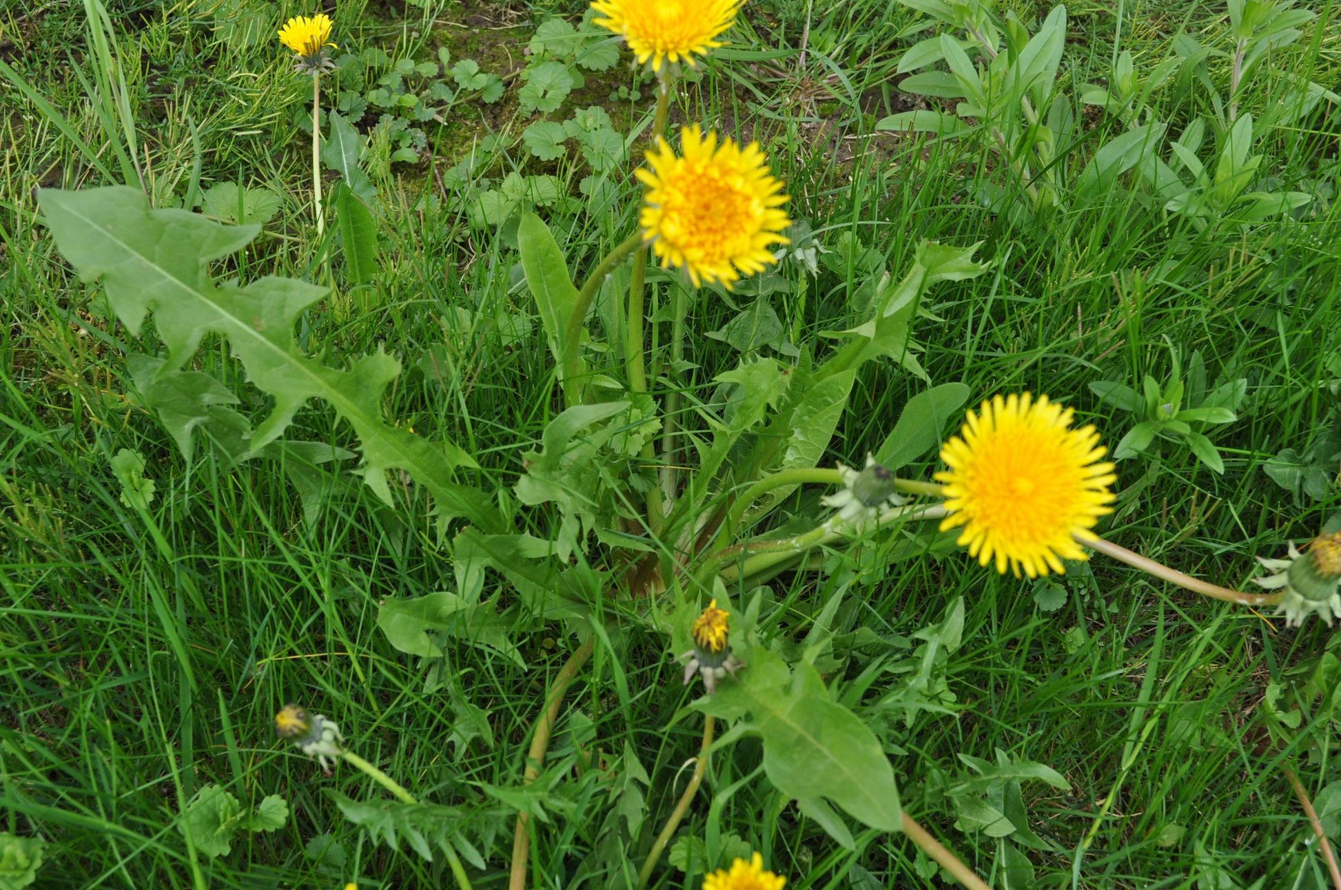 Dandelion Leaf (Taraxacum officinale) botanical photograph