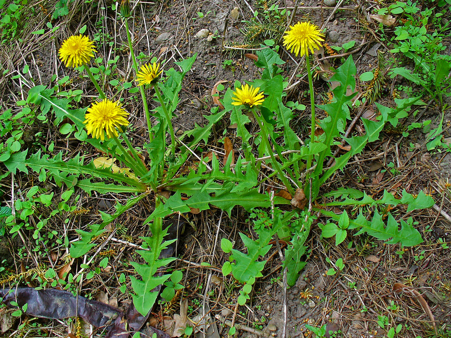 Dandelion Root (Taraxacum officinale) botanical photograph