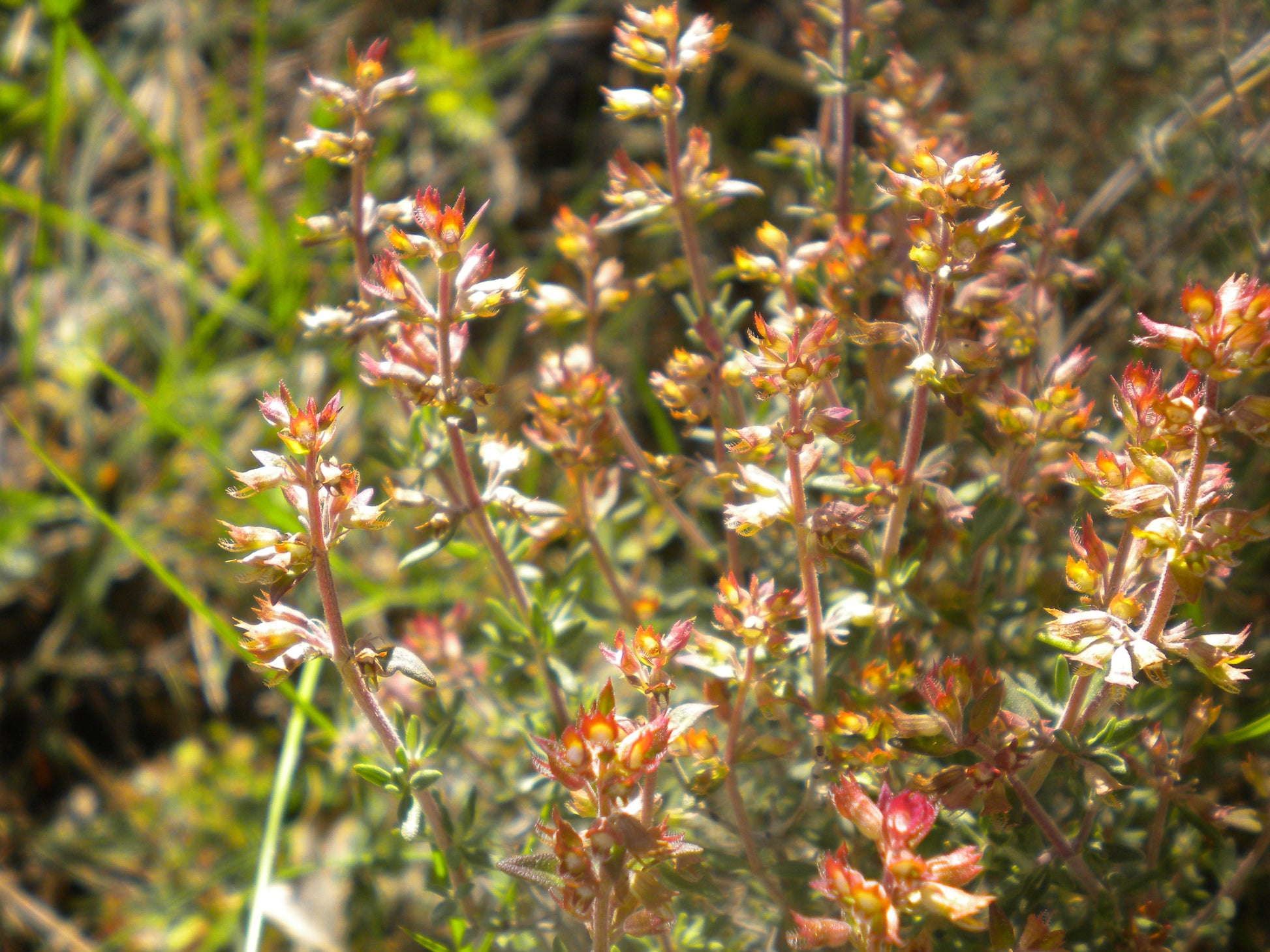 Thyme (Thymus vulgaris) botanical photograph