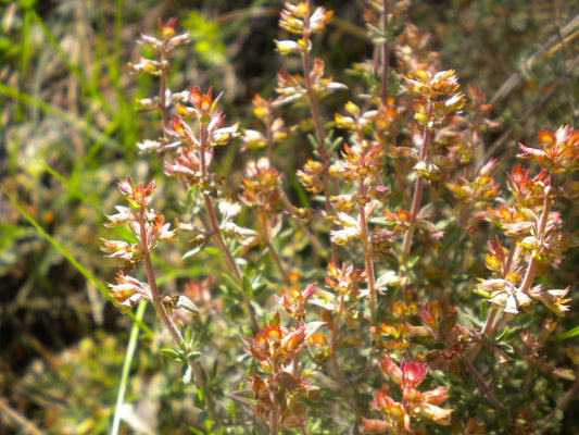 Thyme (Thymus vulgaris) botanical photograph