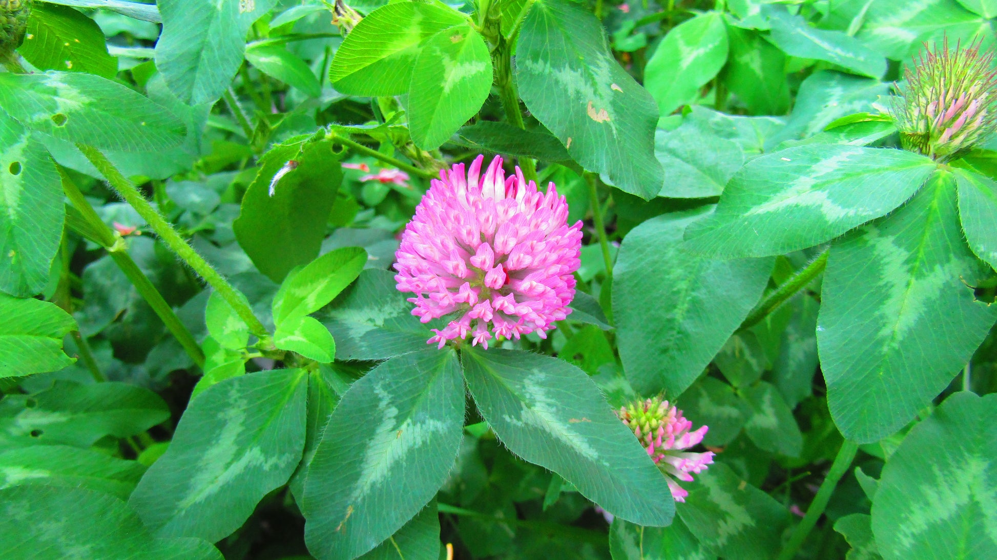 Red Clover (Trifolium pratense) botanical photograph